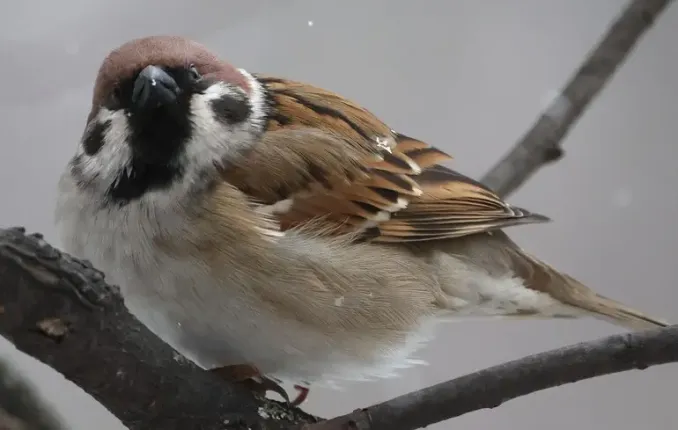La diminution du nombre de moineaux en Ukraine pourrait entraîner une explosion de la population de moustiques et causer des problèmes supplémentaires pour la santé de la population