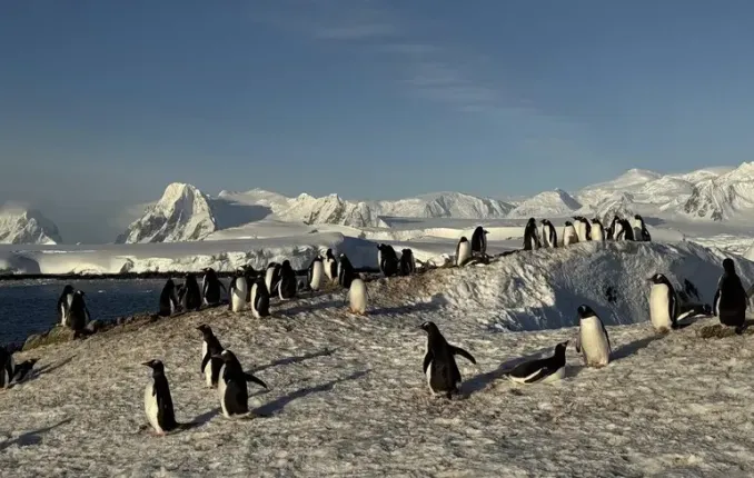 Grande ritorno di pinguini alla stazione Vernadsky in Ucraina dopo mesi di migrazione