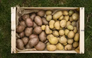 L’Ucraina ha registrato un calo dei prezzi delle patate novelle: il mercato sta subendo una correzione