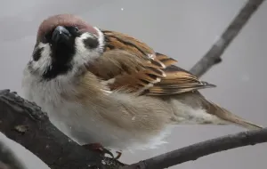 La diminution du nombre de moineaux en Ukraine pourrait entraîner une explosion de la population de moustiques et causer des problèmes supplémentaires pour la santé de la population