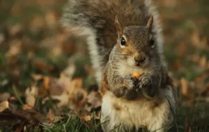 Comment dire correctement «bєlka» en ukrainien : une analyse approfondie de son étymologie et de son contexte actuel