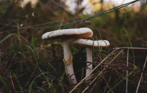 Nomi corretti dei funghi in ucraino: evitare il surzhik e preservare la cultura linguistica