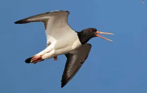 Un falco del mare raro compie un incredibile viaggio dalla Polonia all’Africa, fermandosi agli estuari di Tuzly