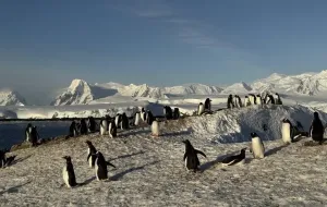 Gran retorno de pingüinos a la estación Vernadsky en Ucrania tras meses de migración